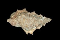 藏品(高貴蛙螺)的圖片